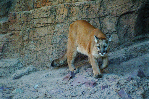 Arizona Cougar ~ 2
