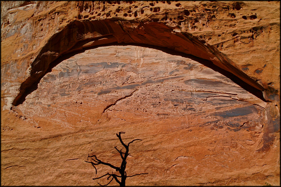 bt.tree4.canyon wall.2002.kinney