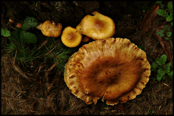 Backyard Fungi