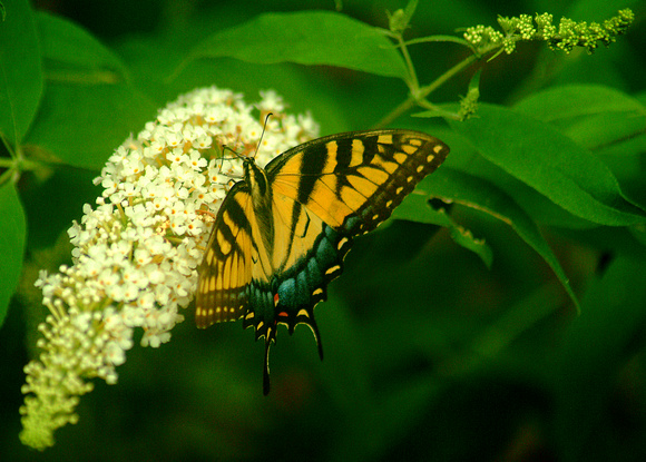 Backyard Butterfly