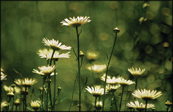 summer daisies-2007-Kinney