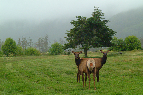 Northern California Elk