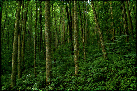 forest green.2006.Kinney