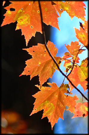 Fall Leaves in Backyard