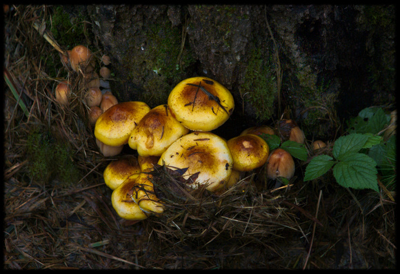 Backyard Fungi #2