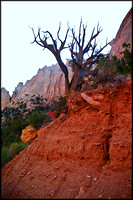 bt.tree5.canyon wall.2002.kinney