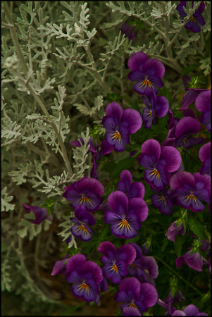 purple.pansies.2006.kinney