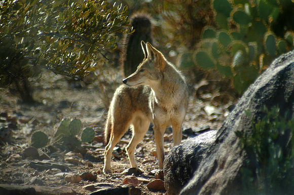 Desert Coyote ~ Arizona