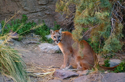 Arizona Cougar