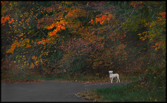 White Dog Contrasts Fall Color