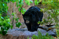 Black Bear Grande