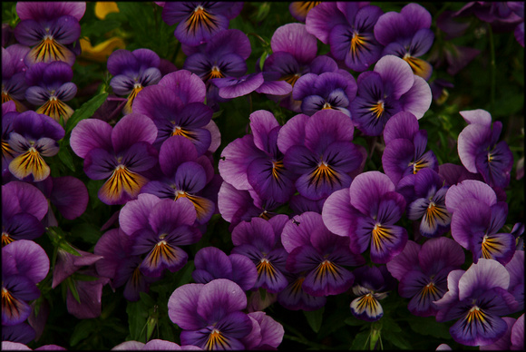 purple.pansies-2.2006.kinney