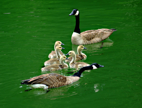 Dahlonega's Zwerner Lake Family