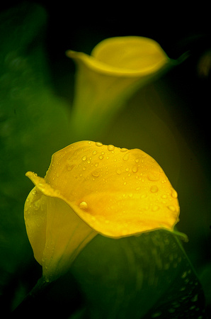 lilies in rain.2006.Kinney