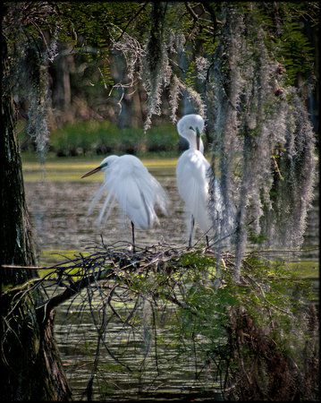 Georgia Swamp Great Egrets