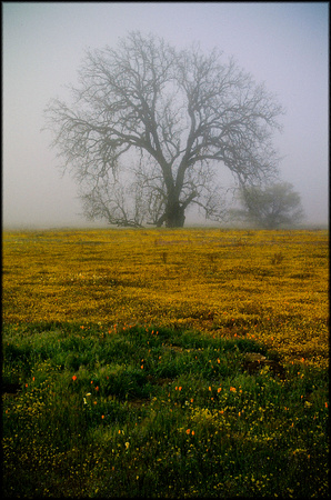 field.tree.fog.2003.Kinney