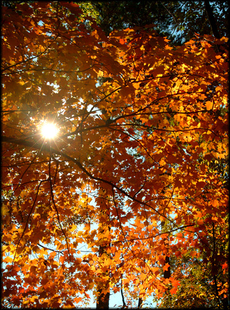 Sunburst Through Golden Leaves