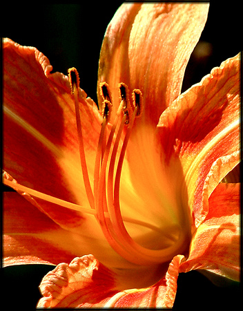 orange.flower.2003.kinney
