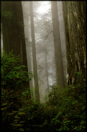 Redwoods in Morning Fog-2003-KINNEY
