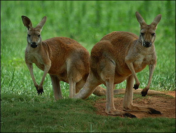 Kangaroo...Two...
