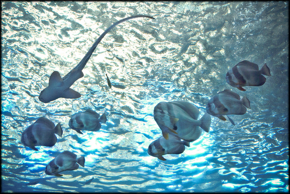 Aquarium Action