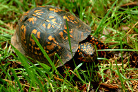 Backyard Turtle