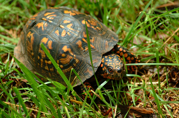 Backyard Turtle