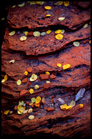 Leaves on Red Rock
