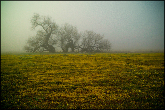 field.fog.tree.2003.Kinney