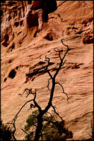 bt.tree3.canyon wall.2002.kinney