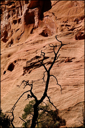 bt.tree3.canyon wall.2002.kinney