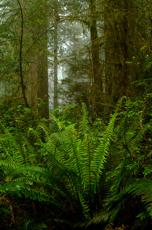 ferns and redwood-2002-Kinney