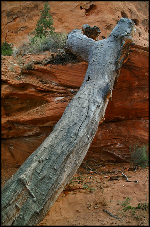 bt.log-1.red rock.2002.kinney