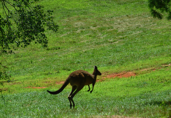 Kangaroo in Action