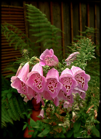 flower bells.2003-Kinney