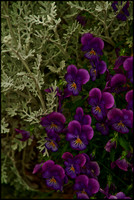 purple.pansies.2006.kinney
