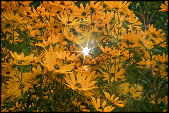Golden Leaves and Sunburst