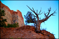 bt.tree6.canyon wall.2002.kinney