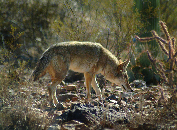 Desert Coyote ~ Arizona