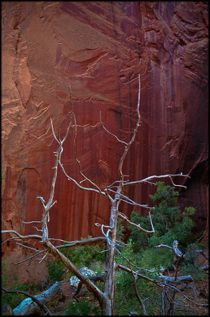 bt.tree2.canyon wall.2002.kinney