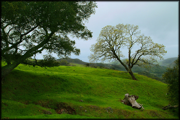 Pastoral California Hillside-2003-Kinney