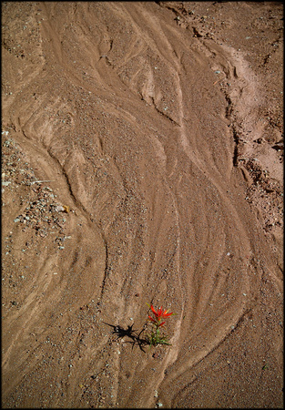 bt.flower.2002.kinney