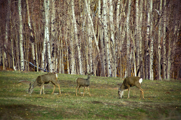 bt.mule deer-1.2002.kinney