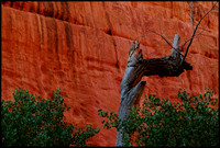 bt.tree.canyon wall.2002.kinney
