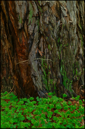 redwood.clover.2001.kinney